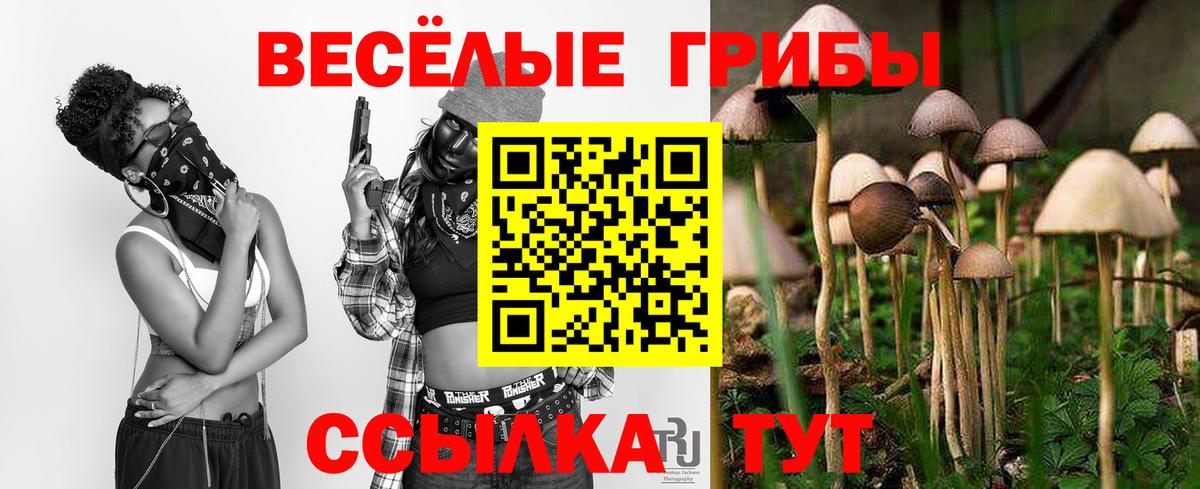 купить наркоту  Североуральск  Галлюциногенные грибы Psilocybine cubensis 